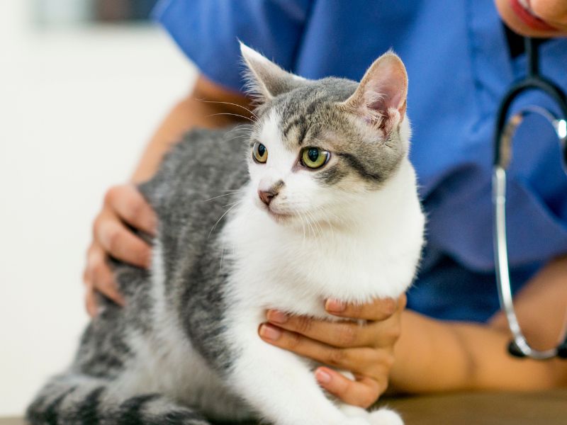 Cat being examined by veterinarian