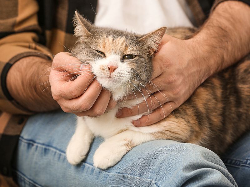 Cat sitting on a man's lap being pet