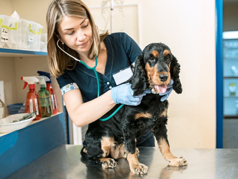 Vet examining a dog