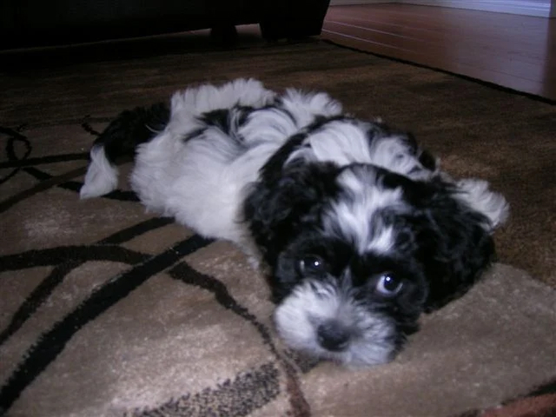 Black and white puppy lying down.