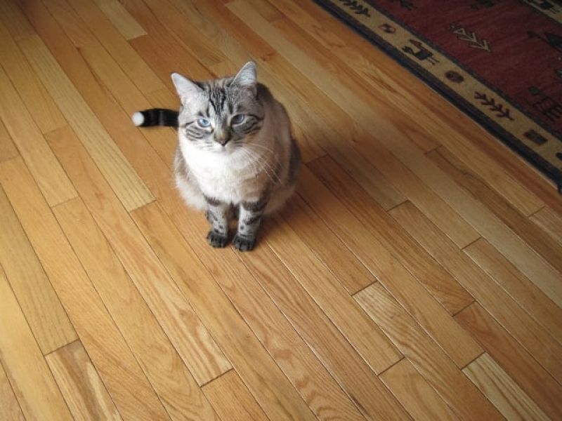 Cat being examined by veterinarian