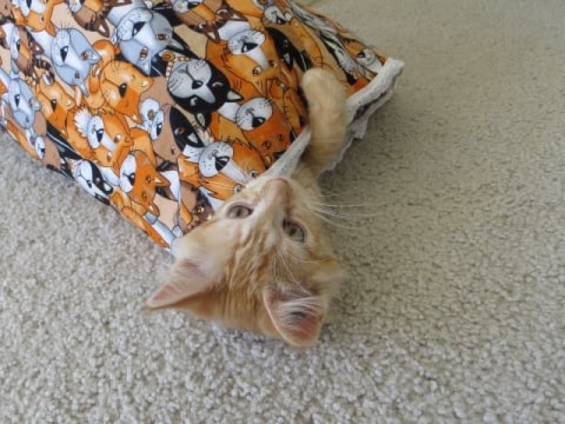 Cat being examined by veterinarian