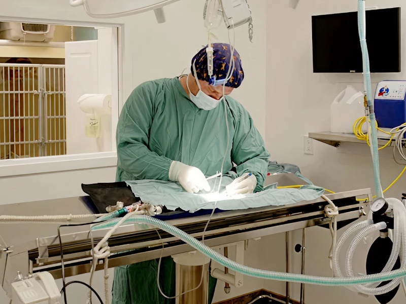 Veterinarian performing animal surgery
