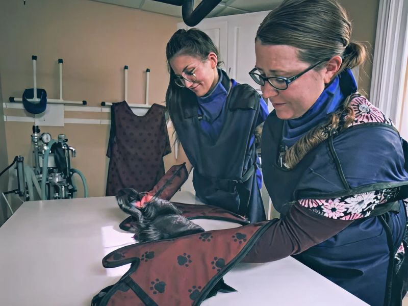 Cat being examined by veterinarian