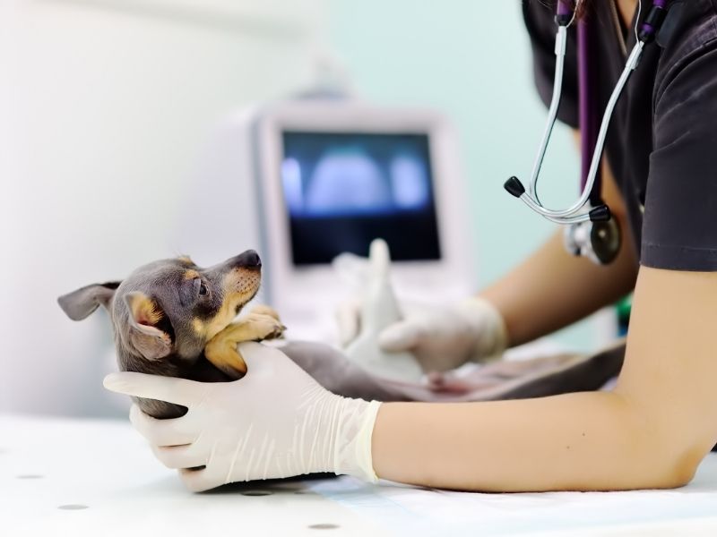 Cat being examined by veterinarian