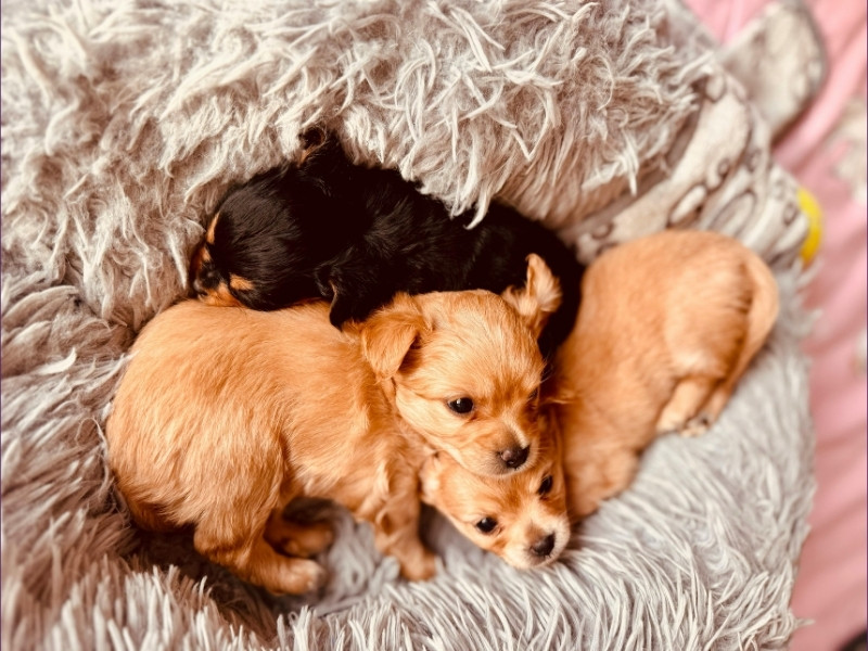 Puppies sleeping together