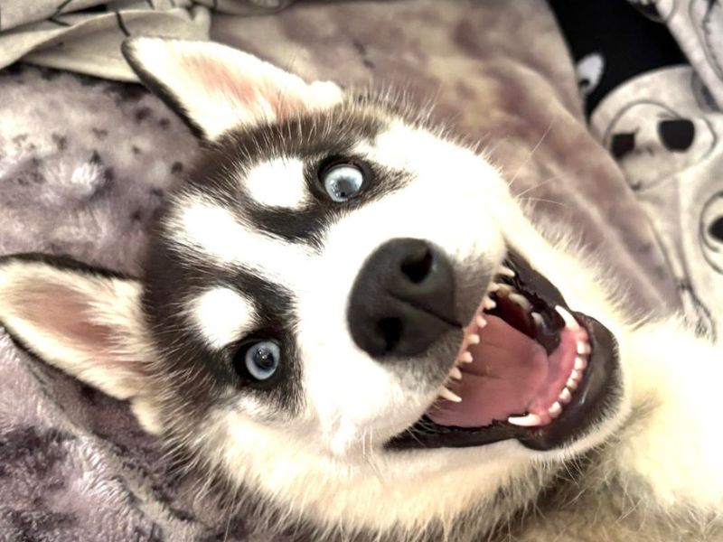A Siberian Husky puppy with bright blue eyes and an open mouth showing its teeth, lying on a blanket