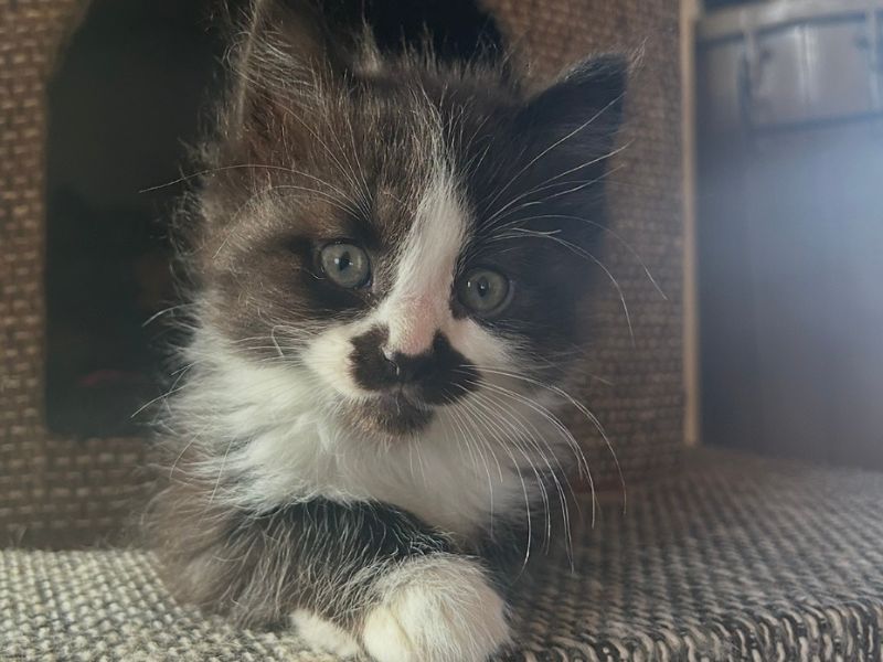 A black and white kitten with a distinctive mustache-like marking on its face peeks