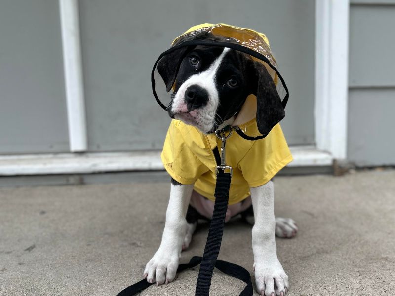 A black and white puppy wearing a yellow raincoat and hood sits