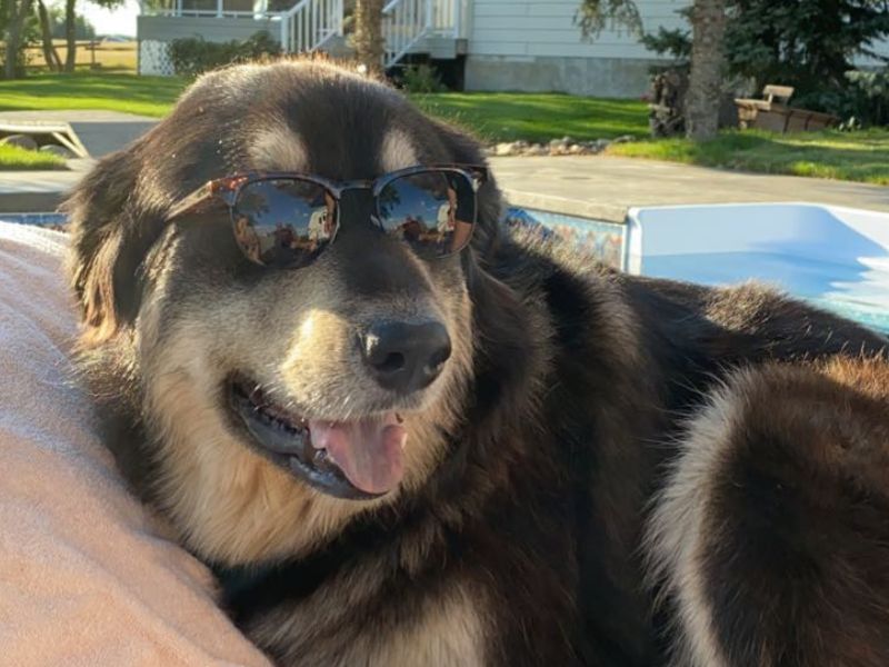 A dog wearing sunglasses rests outdoors with an open book displaying illustrations of birds in front of it