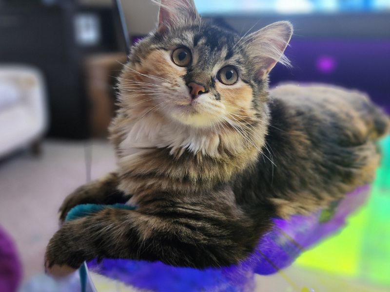 A fluffy calico cat with large eyes rests on a perch with blue and purple lighting reflecting on it