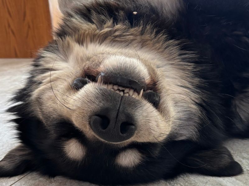 A fluffy dog is lying on its back on a tiled floor with its paws in the air and its mouth slightly open