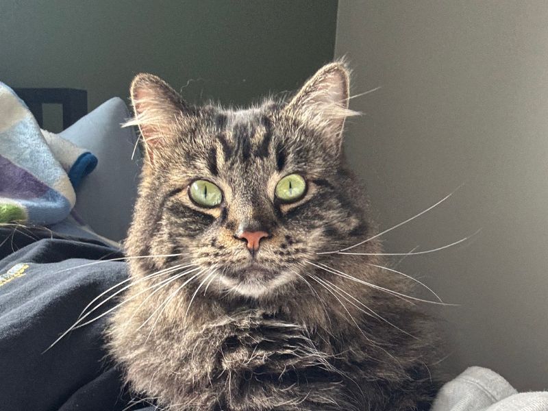 A fluffy tabby cat with bright green eyes sits on a pile of dark blue and white fabric
