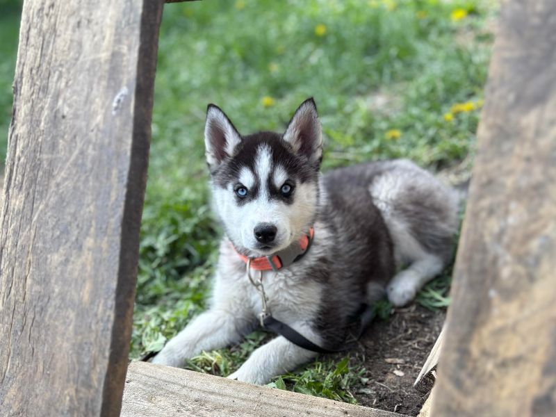 A husky puppy with bright blue eyes lies on the grass, framed by wooden planks