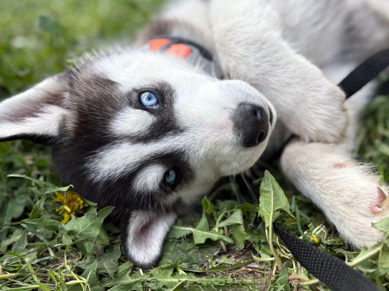 A husky puppy with striking blue eyes lies on its back in the grass