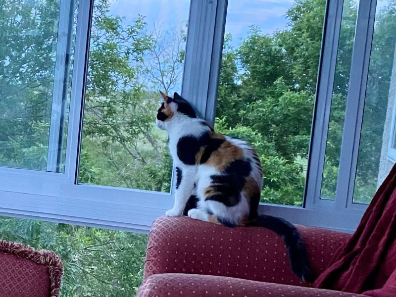 Two cats are relaxing on plush chairs in a sunroom, with one cat looking out the window at the trees and sky