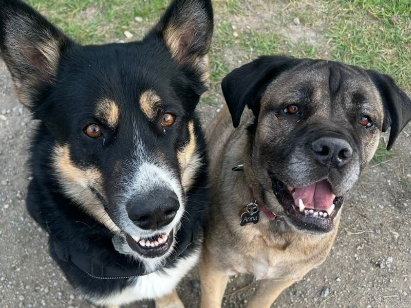 Two dogs, one black and tan with pointy ears and the other fawn-colored with floppy ears