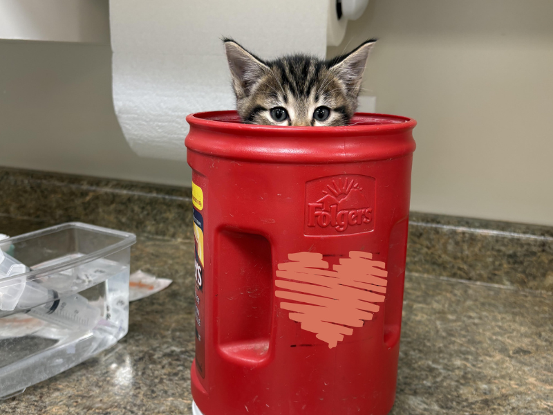 A Weimaraner dog with its mouth open and tongue visible,