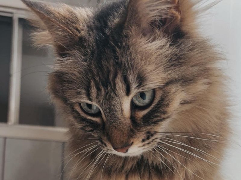 A fluffy brown tabby cat with blue eyes sits on a speckled countertop, looking down with its tail curled to the side