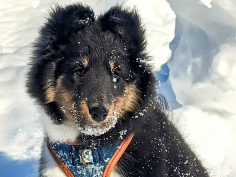A fluffy puppy with black, white, and tan fur sits in the snow, wearing a teal harness with orange trim